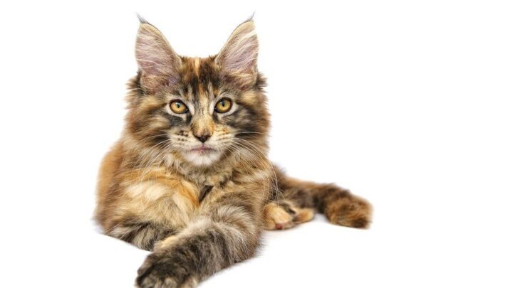 Maine Coon