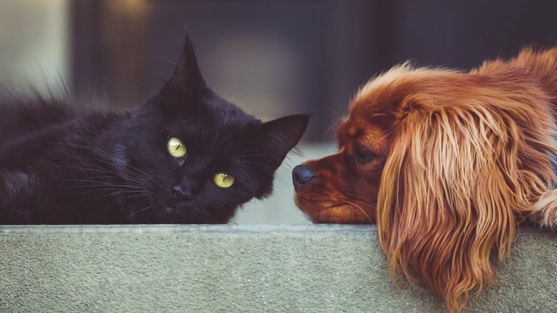 Hund / Katze zusammenleben