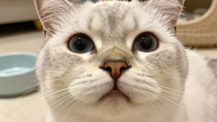 katze hat trockene nase