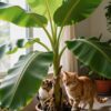bananenpflanze giftig für katzen